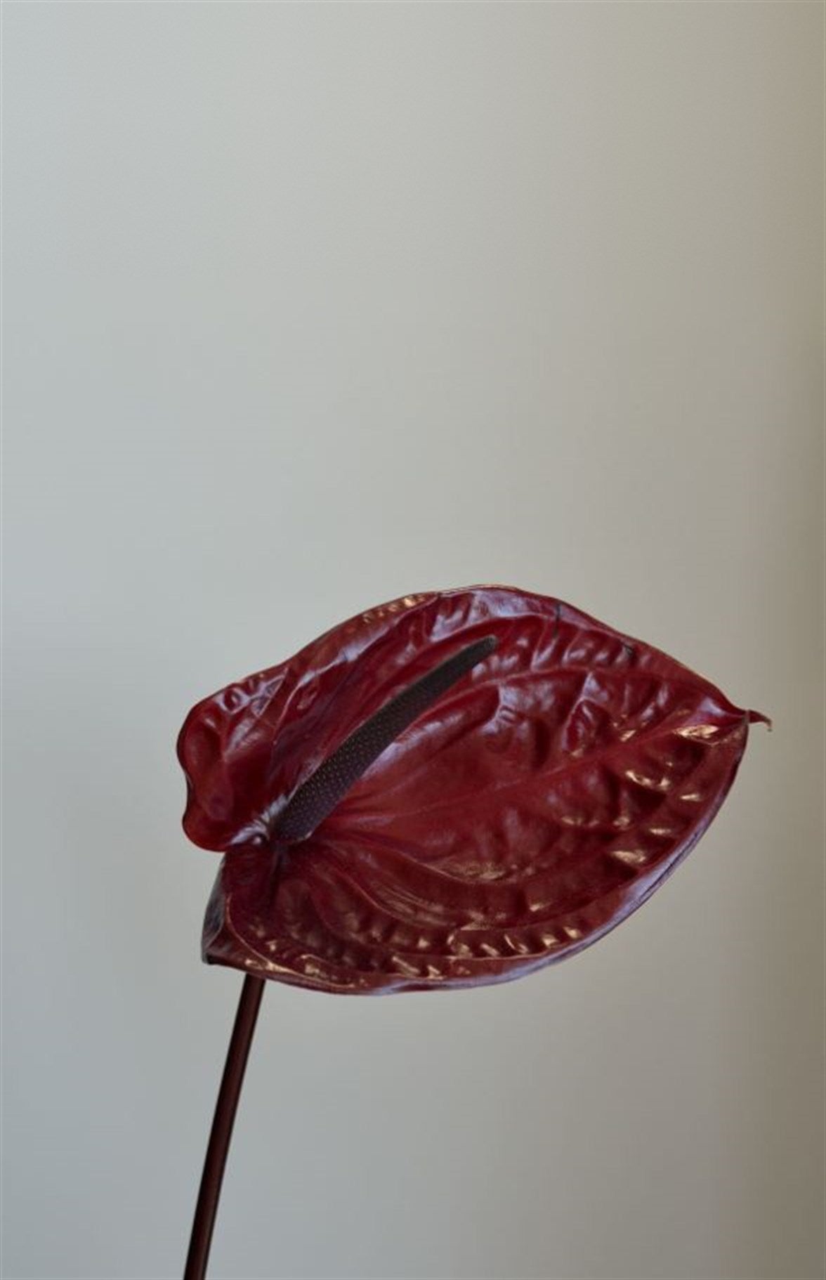 A single deep red anthurium flower against a soft grey wall